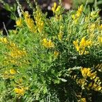 Genista stenopetala 花