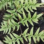 Pellaea sagittata Hoja