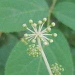 Aralia racemosa Gyümölcs