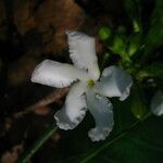 Tabernaemontana brachyantha Květ
