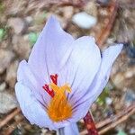 Crocus sativus Fula