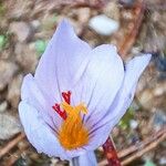 Crocus sativus 花