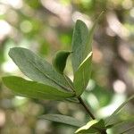 Pittosporum sessilifolium Folla