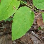 Lonicera canadensis Leaf