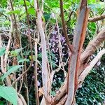 Hydrangea strigosa Bark