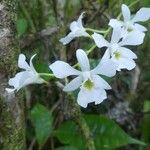 Beclardia macrostachya Flower