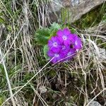 Primula integrifoliaFlower