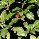 Psychotria biaristata Plod