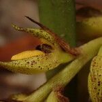 Bulbophyllum variegatum Blüte