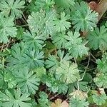 Geranium columbinum Yaprak