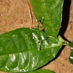 Psychotria bifaria
