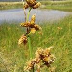 Schoenoplectus lacustrisFlower