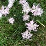 Dianthus hyssopifoliusFiore