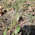 Erythronium americanum List