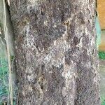 Chloroluma gonocarpa Lubje