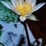 Nymphaea elegans Floare