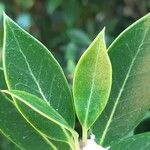 Osmanthus heterophyllus Leaf