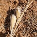 Hyparrhenia papillipes Corteza