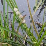 Sparganium emersum Fula