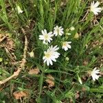 Moehringia ciliata Flower