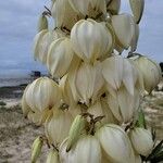 Yucca gloriosaफूल