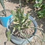 Euphorbia tithymaloides Blatt