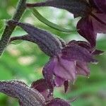 Epipactis atrorubens Flower