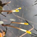 Orontium aquaticum Celota