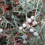 Juniperus horizontalis फल