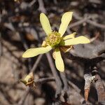 Euphorbia balsamifera Квітка