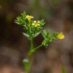 Linum strictum Hábito