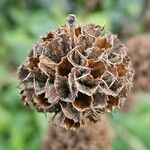 Phlomis russeliana Fruct