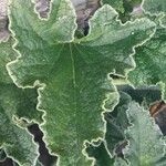 Ecballium elaterium Leaf
