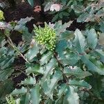 Berberis repens Habit