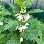 Lamium albumFlower