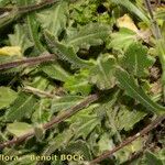 Biscutella arvernensis Nyingine