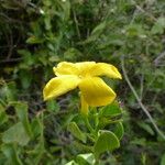 Chrysojasminum fruticans Flower
