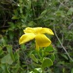 Jasminum fruticans Цветок