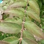 Guazuma ulmifolia Leaf