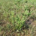 Cyperus difformis Hàbitat