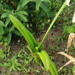 Hymenocallis liriosme Leaf