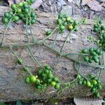 Clavija costaricana Fruit