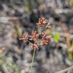 Rhynchospora hirsuta Flower