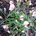 Dianthus subacaulis Blatt