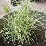 Carex ornithopoda Blad