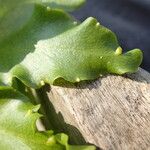 Ceratopteris cornuta Leaf