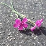 Dianthus deltoidesBlodyn