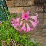 Amaryllis belladonna Blüte