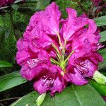 Rhododendron ferrugineum Blüte