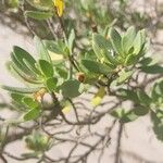 Pemphis acidula Blatt